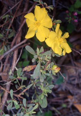 APII jpeg image of Hibbertia obtusifolia  © contact APII
