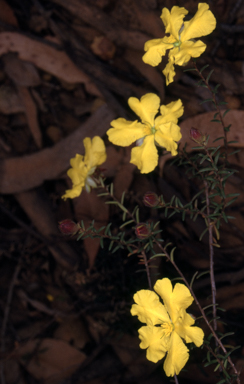 APII jpeg image of Hibbertia riparia  © contact APII