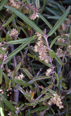 APII jpeg image of Lasiopetalum ferrugineum var. ferrugineum  © contact APII