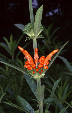 APII jpeg image of Leonotis leonurus  © contact APII