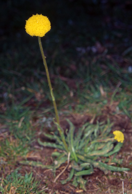 APII jpeg image of Leptorhynchos elongatus  © contact APII