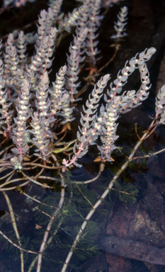 APII jpeg image of Myriophyllum verrucosum  © contact APII