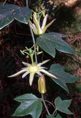 APII jpeg image of Passiflora herbertiana  © contact APII