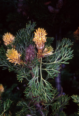 APII jpeg image of Petrophile canescens  © contact APII