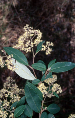 APII jpeg image of Pomaderris discolor  © contact APII