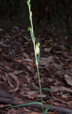 APII jpeg image of Pterostylis longifolia  © contact APII