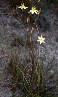 APII jpeg image of Thelionema caespitosum  © contact APII