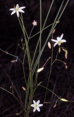 APII jpeg image of Thelionema caespitosum  © contact APII