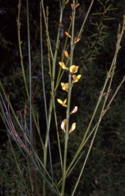 APII jpeg image of Viminaria juncea  © contact APII