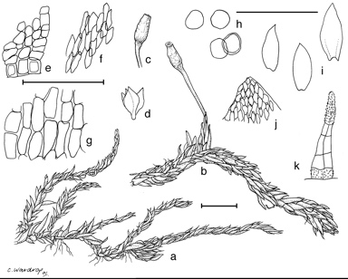 APII jpeg image of Meiothecium intextum  © contact APII