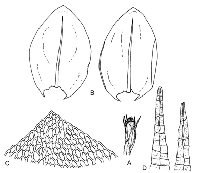 APII jpeg image of Cryphaea ovalifolia  © contact APII