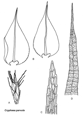 APII jpeg image of Cryphaea parvula  © contact APII