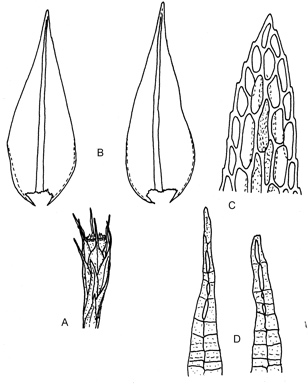 APII jpeg image of Cryphaea tenella  © contact APII