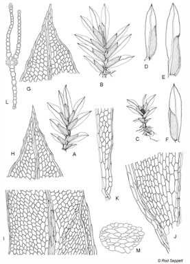 APII jpeg image of Fissidens darwinianus  © contact APII