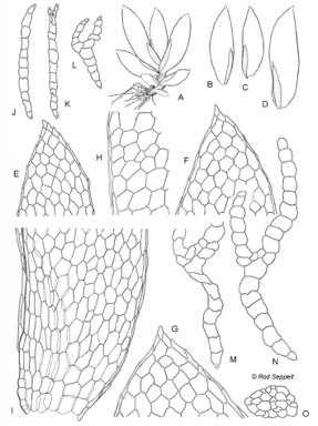 APII jpeg image of Fissidens hyalinus  © contact APII