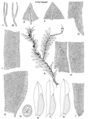 APII jpeg image of Fissidens submarginatus  © contact APII