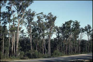 APII jpeg image of Eucalyptus globoidea  © contact APII