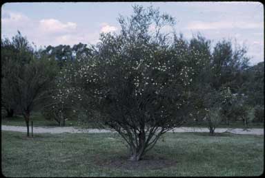 APII jpeg image of Melaleuca parvistaminea  © contact APII