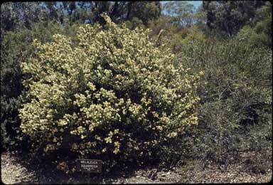 APII jpeg image of Melaleuca squarrosa  © contact APII