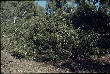 APII jpeg image of Myoporum petiolatum  © contact APII