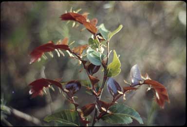 APII jpeg image of Nothofagus moorei  © contact APII