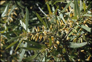 APII jpeg image of Persoonia levis x linearis  © contact APII