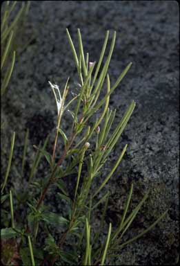 APII jpeg image of Epilobium sarmentaceum  © contact APII