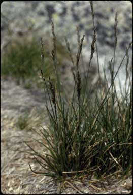 APII jpeg image of Poa saxicola  © contact APII