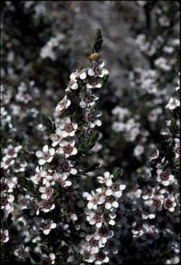 APII jpeg image of Leptospermum lanigerum  © contact APII