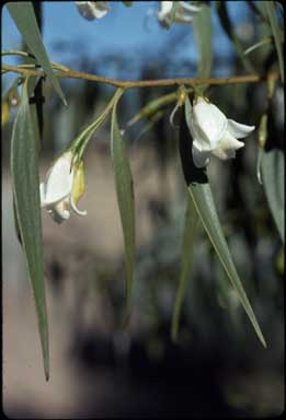 APII jpeg image of Eremophila santalina  © contact APII