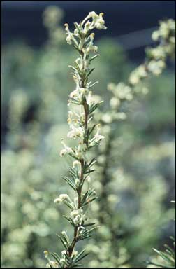 APII jpeg image of Grevillea scabra  © contact APII