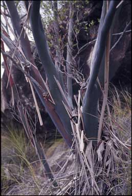 APII jpeg image of Leptospermum luehmannii  © contact APII