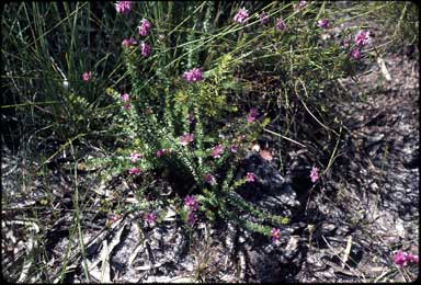 APII jpeg image of Bauera capitata  © contact APII