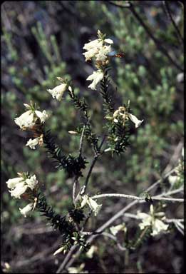 APII jpeg image of Epacris obtusifolia  © contact APII