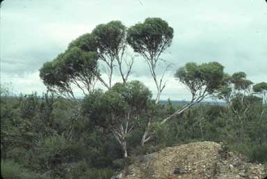 APII jpeg image of Eucalyptus doratoxylon  © contact APII