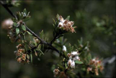 APII jpeg image of Kunzea rupestris  © contact APII