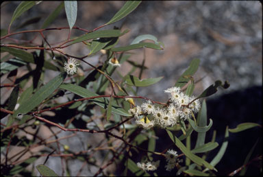 APII jpeg image of Eucalyptus gracilis  © contact APII