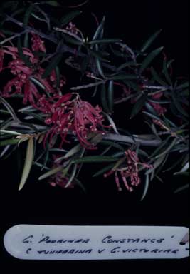 APII jpeg image of Grevillea 'Poorinda Constance'  © contact APII