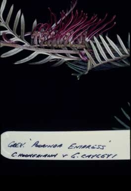 APII jpeg image of Grevillea 'Poorinda Empress'  © contact APII