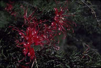 APII jpeg image of Grevillea wilsonii x tripartita  © contact APII