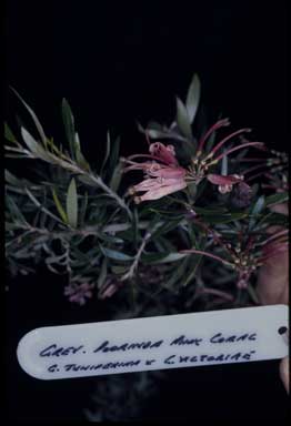 APII jpeg image of Grevillea 'Poorinda Pink Coral'  © contact APII