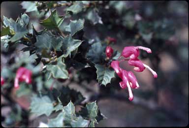 APII jpeg image of Grevillea 'Merinda Gordon'  © contact APII