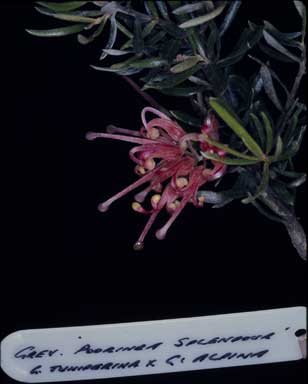 APII jpeg image of Grevillea 'Poorinda Splendour'  © contact APII