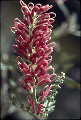 APII jpeg image of Grevillea 'Eileen Rose'  © contact APII