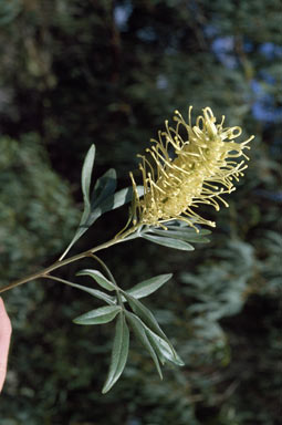 APII jpeg image of Grevillea 'White Wine'  © contact APII