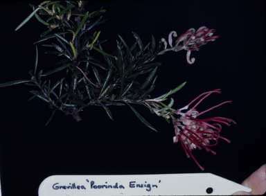 APII jpeg image of Grevillea 'Poorinda Ensign'  © contact APII