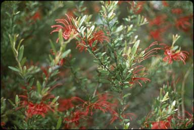 APII jpeg image of Grevillea 'Tyagle Glow'  © contact APII