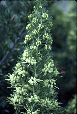 APII jpeg image of Grevillea 'Clearview John'  © contact APII