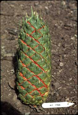 APII jpeg image of Macrozamia cardiacensis  © contact APII