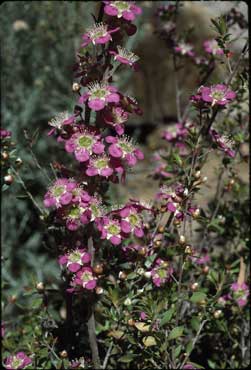 APII jpeg image of Leptospermum 'Rhiannon'  © contact APII